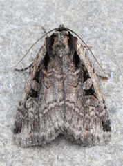 Eueretagrotis sigmoides