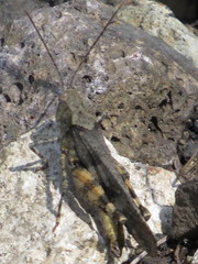 Spharagemon saxatile