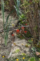 Castilleja litoralis