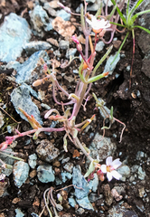 Claytonia exigua