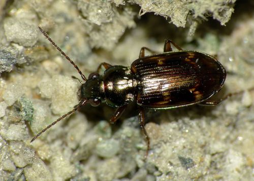 Bembidion brullei