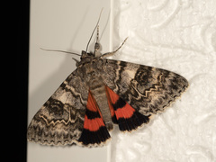 Catocala adultera