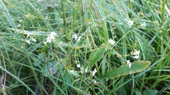 Galium uliginosum