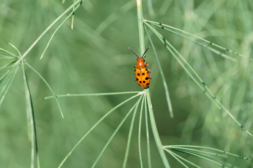 Spotted Asparagus Beetle photo 3