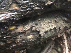 Vespula vulgaris