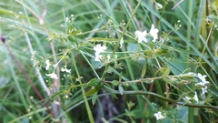 Galium uliginosum