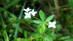 Galium uliginosum