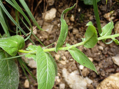 Crepis pyrenaica