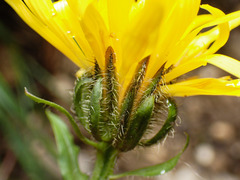 Crepis pyrenaica