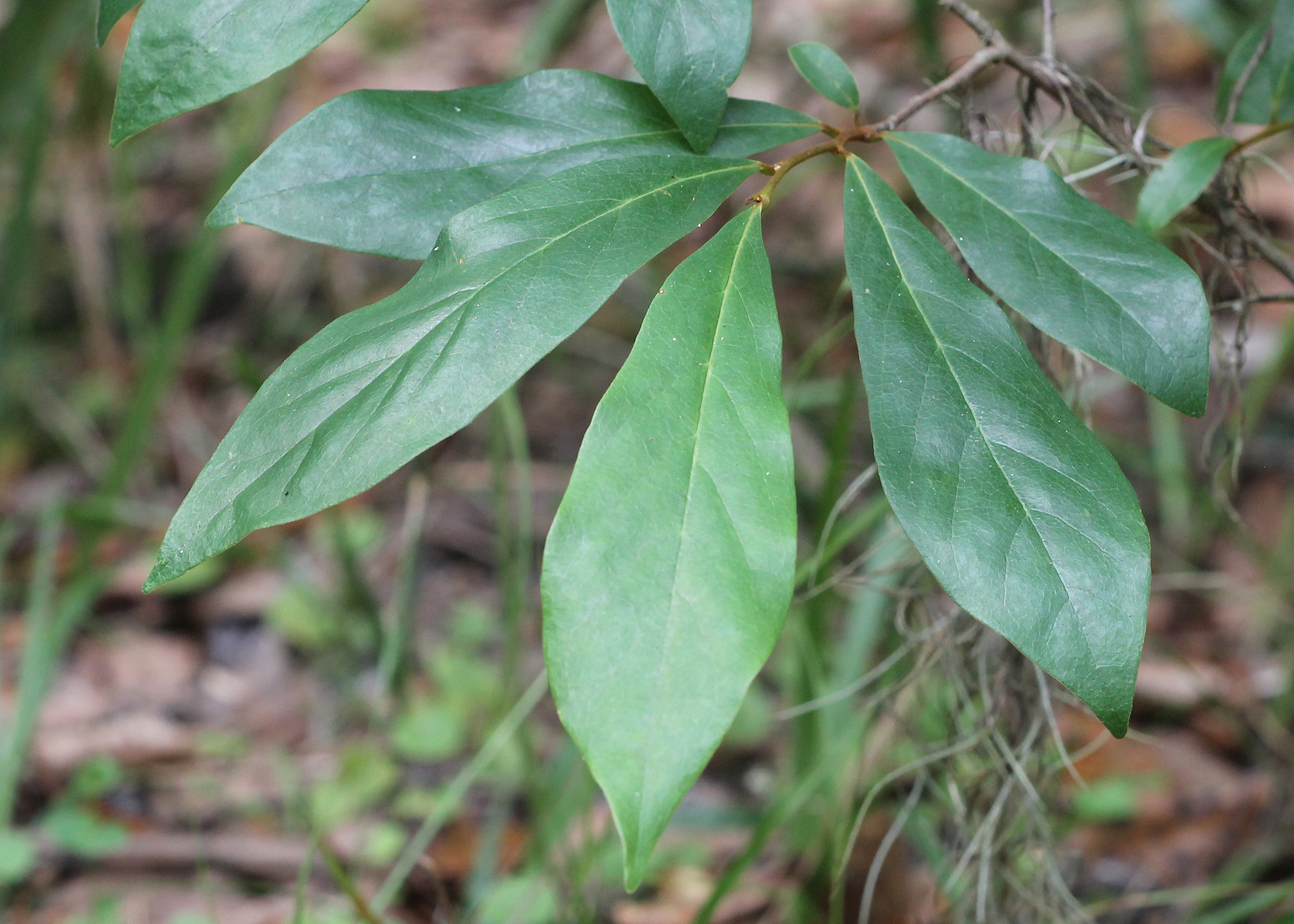 Asimina parviflora
