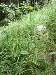 Crepis pyrenaica