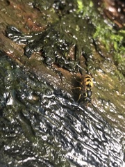 Vespula vulgaris