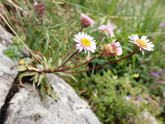 Erigeron glabratus