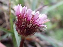 Erigeron glabratus