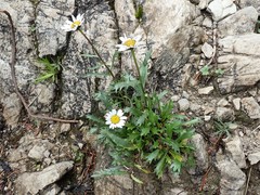 Leucanthemum halleri