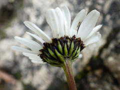 Leucanthemum halleri