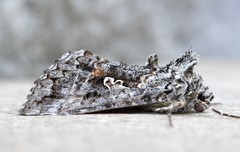 Syngrapha octoscripta