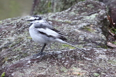 Motacilla alba lugens