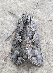 Syngrapha octoscripta