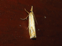 Crambus praefectellus