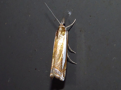 Crambus praefectellus