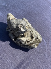 Vermetoidea