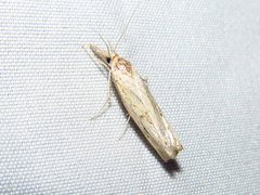 Crambus agitatellus