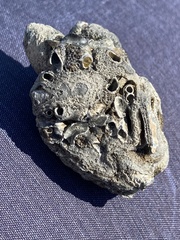 Vermetoidea