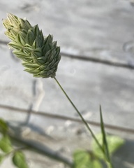 Phalaris canariensis