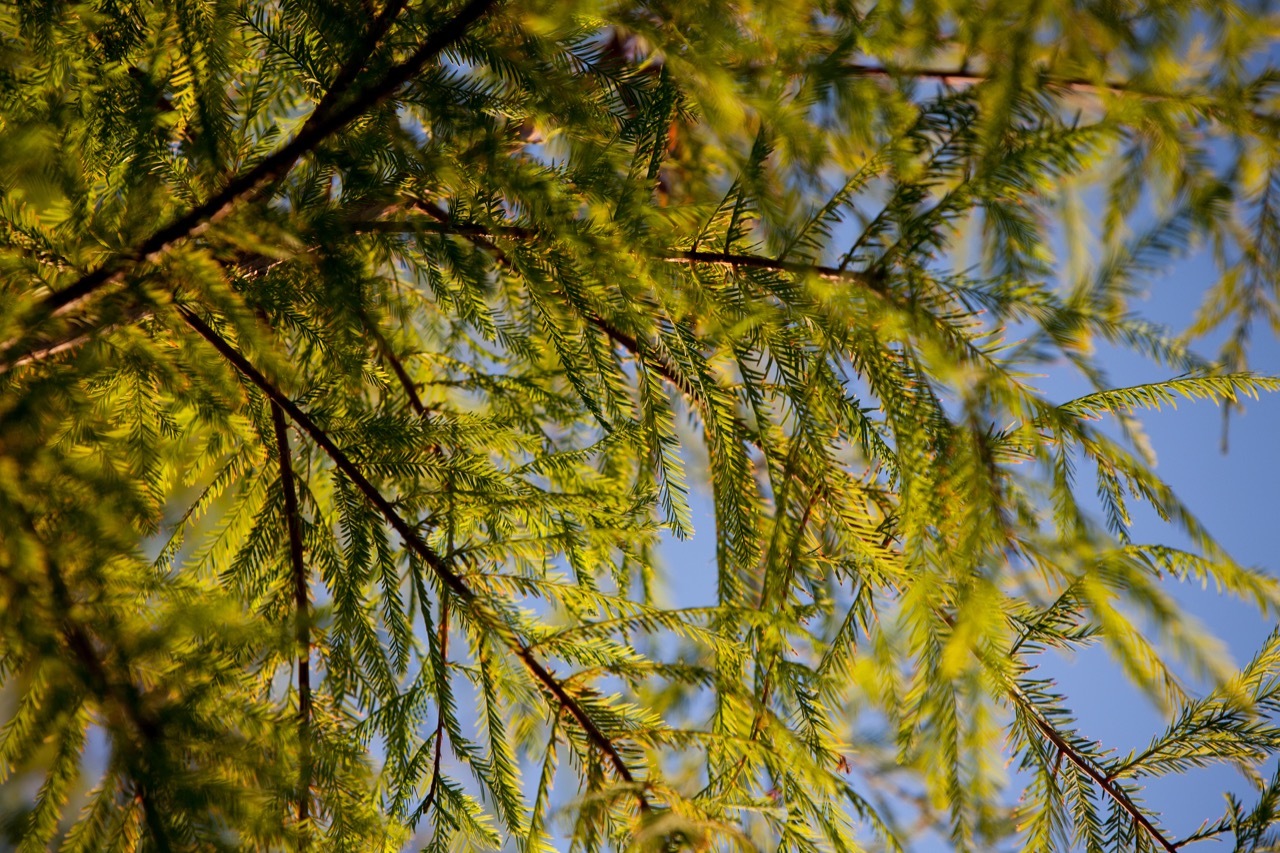 Taxodium