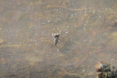 Polyrhachis sokolova