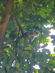 Saimiri sciureus