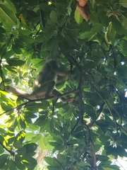 Saimiri sciureus