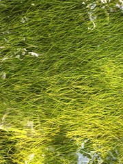 Zannichellia palustris