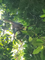 Saimiri sciureus