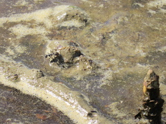 Polyrhachis sokolova