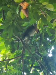 Saimiri sciureus