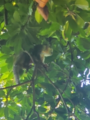 Saimiri sciureus