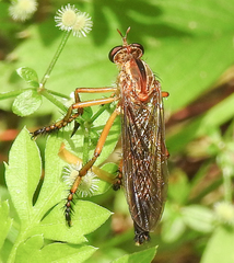 Diogmites discolor