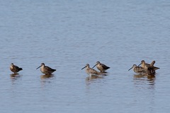 Limnodromus griseus griseus