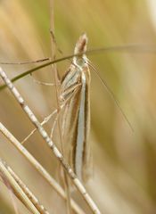 Orocrambus lewisi