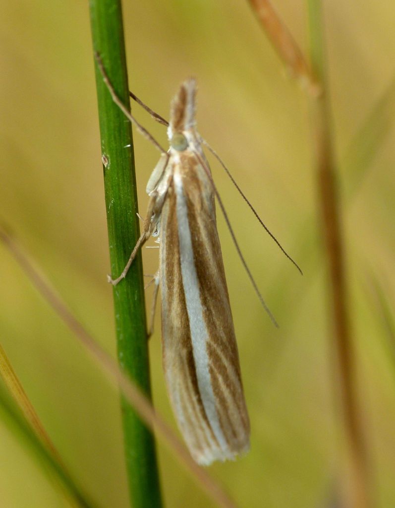 Orocrambus lewisi