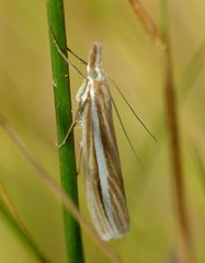 Orocrambus lewisi