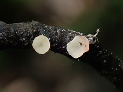 Hymenoscyphus vernus