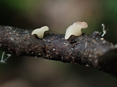 Hymenoscyphus vernus