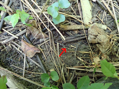 Hymenoscyphus vernus