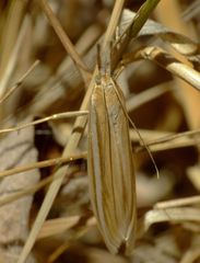 Orocrambus lewisi