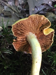 Cortinarius lewisii