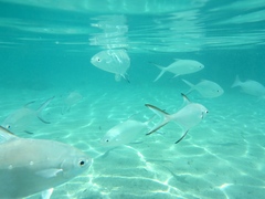 Trachinotus baillonii