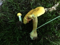 Cortinarius lewisii